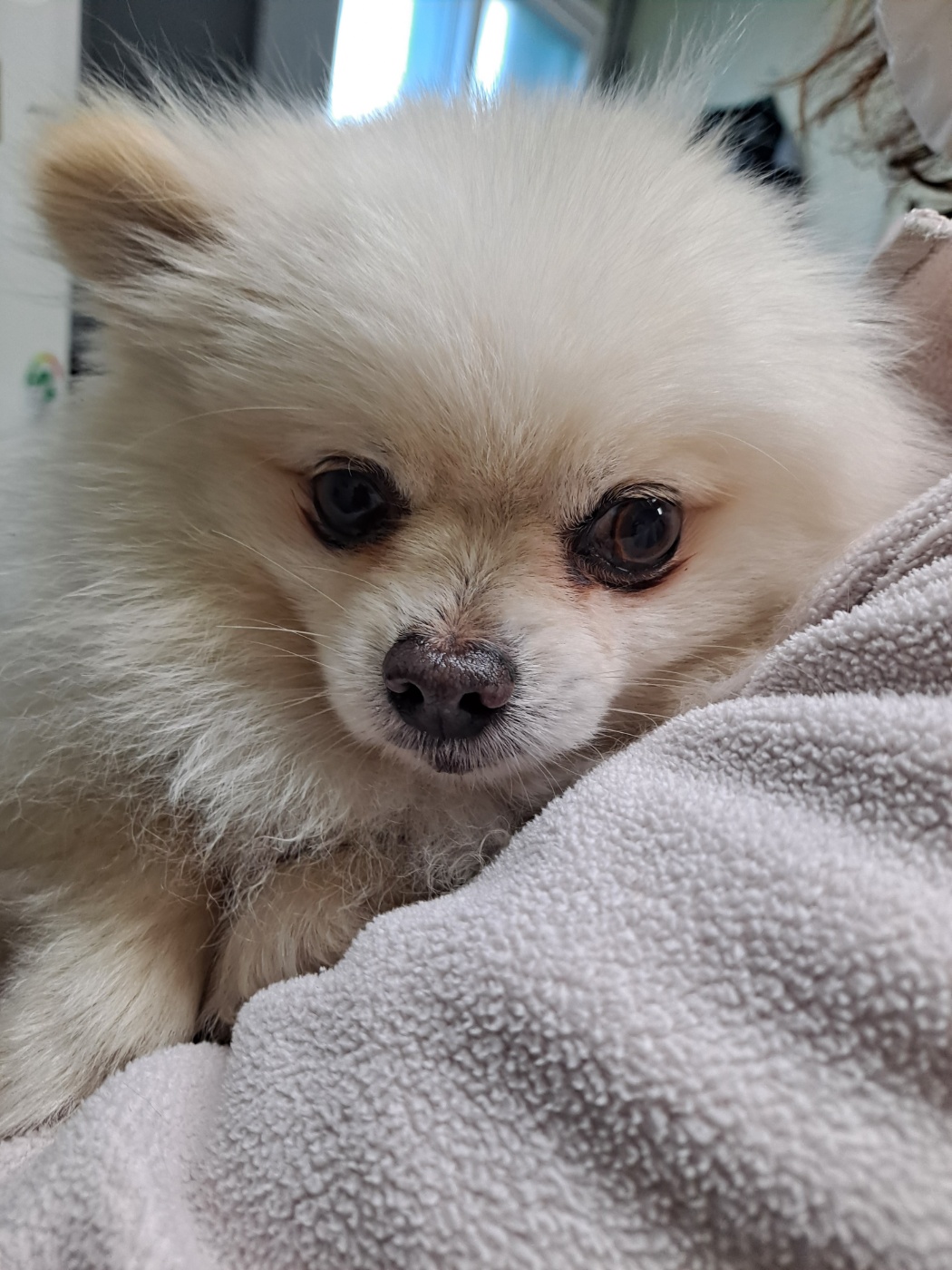 종료(반환) 포메라…